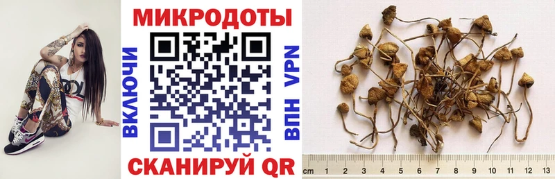 Купить закладки  Гагарин  Псилоцибиновые грибы Cubensis 